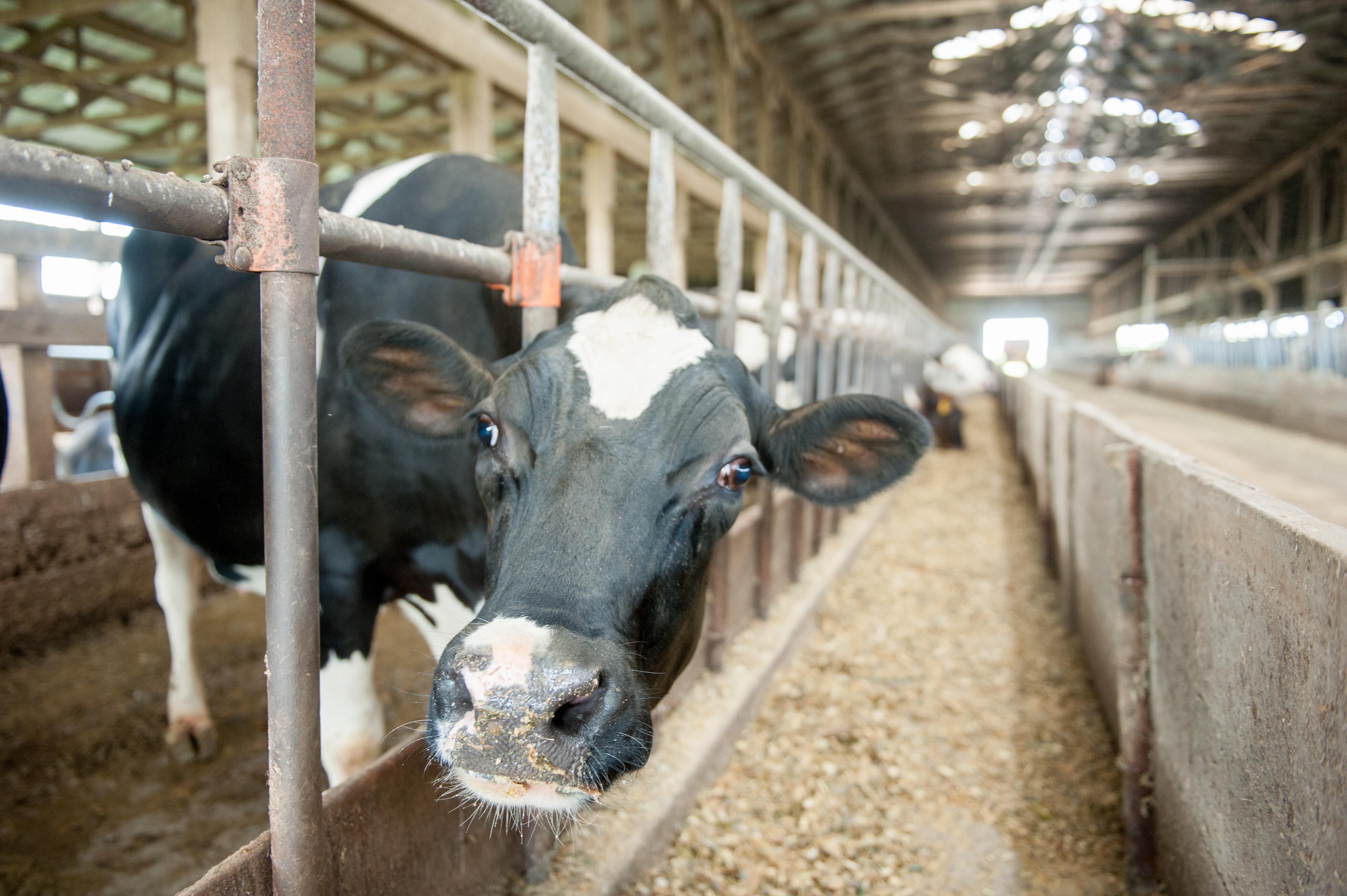 Cow in dairy barn