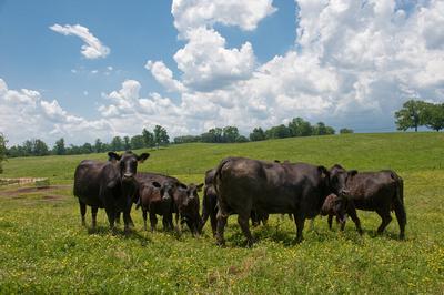 Beef Cattle