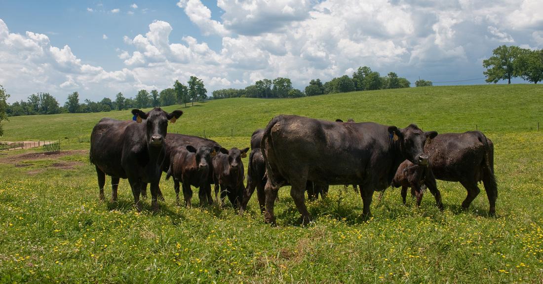 Cattle grazing in field