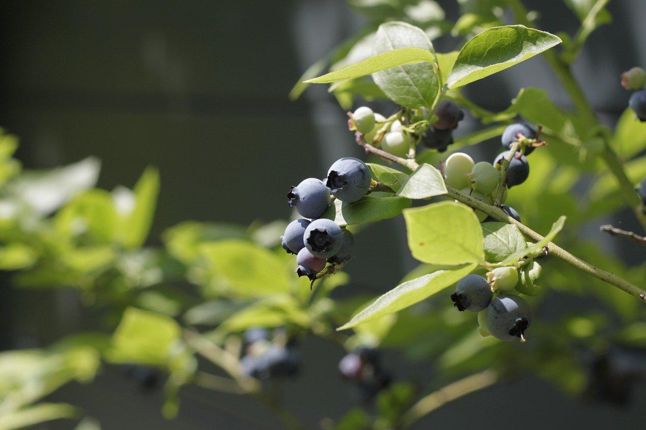 blueberries