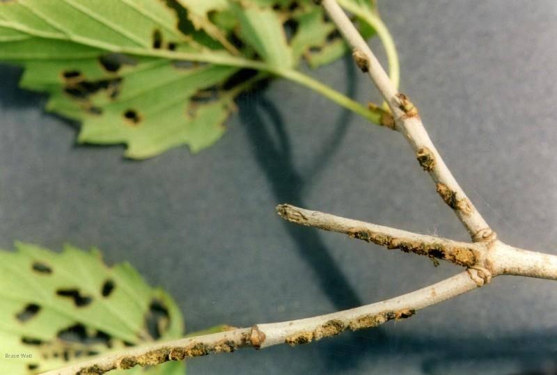 viburnum leaf beetle egg laying damage