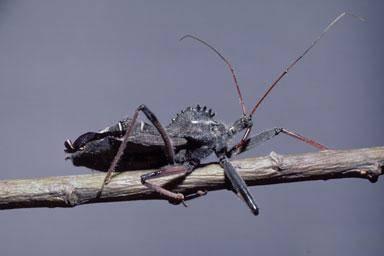 wheel bug