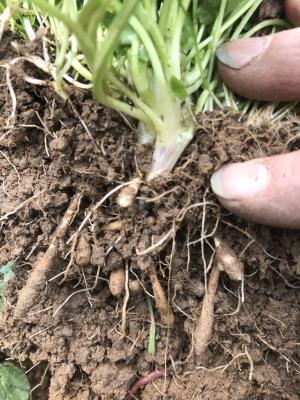 tuberous roots of lesser celandine plant