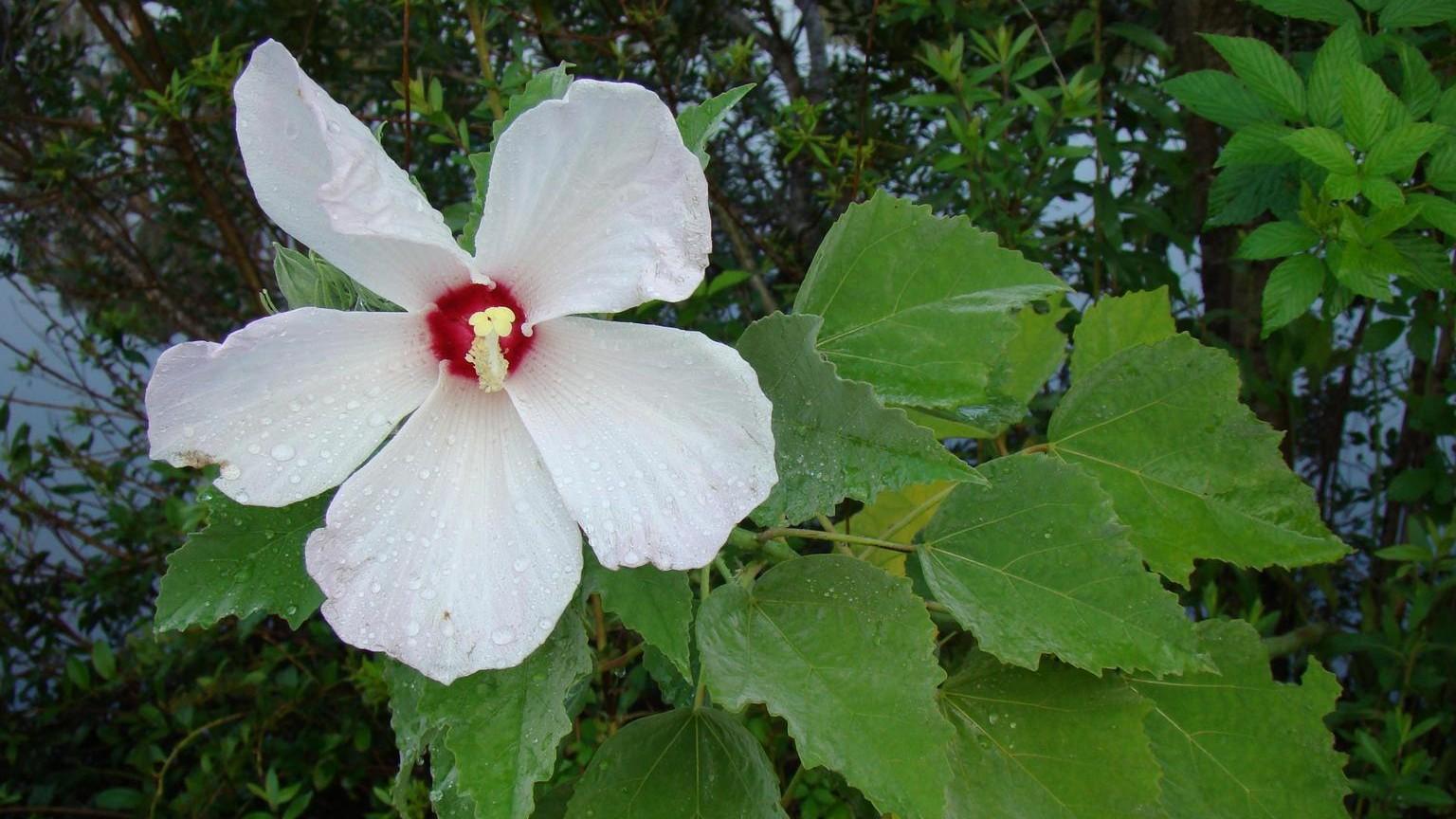 rose mallow flower hibiscus moscheutos