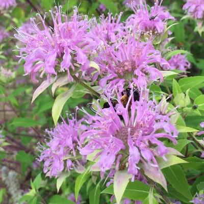 wild bergamot flowers monarda fistulosa