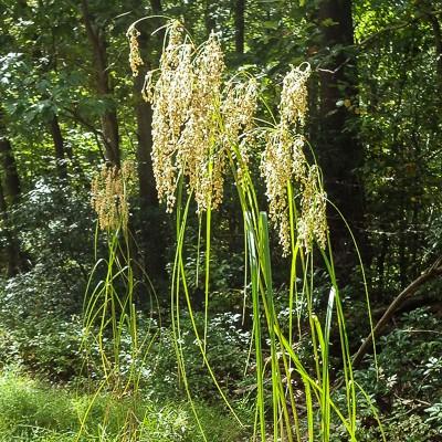 wool grass