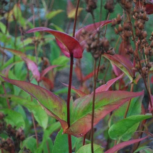 foxglove beardtongue showing fall color