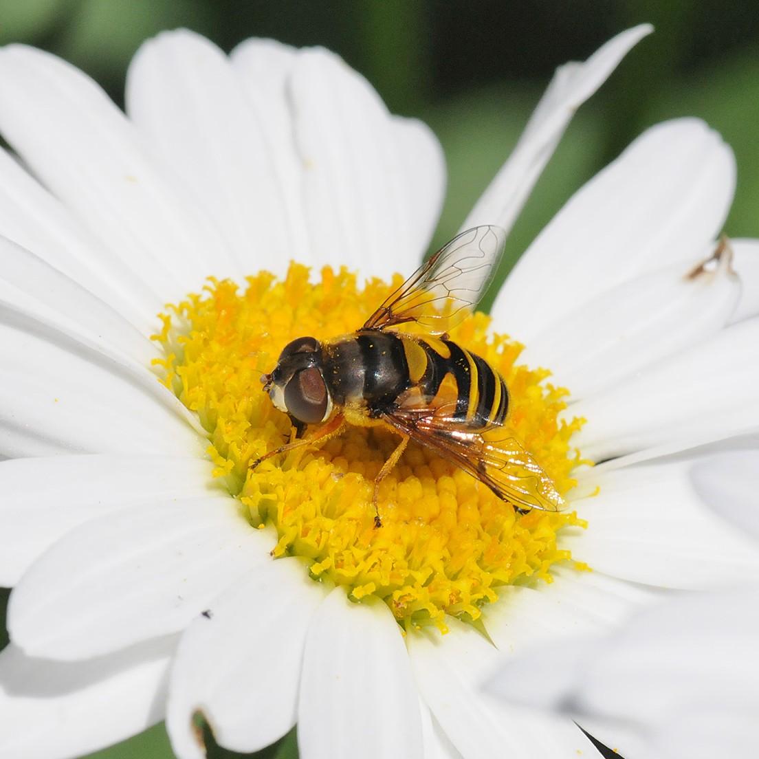 flower fly on a white flower