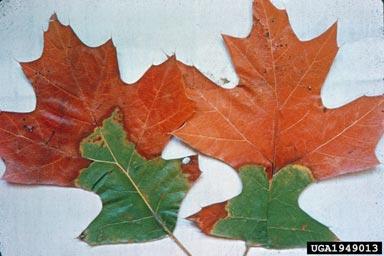 Oak wilt. Photo by C.E. Seliskar, Bugwood.org