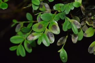 leaf spots of boxwood blight