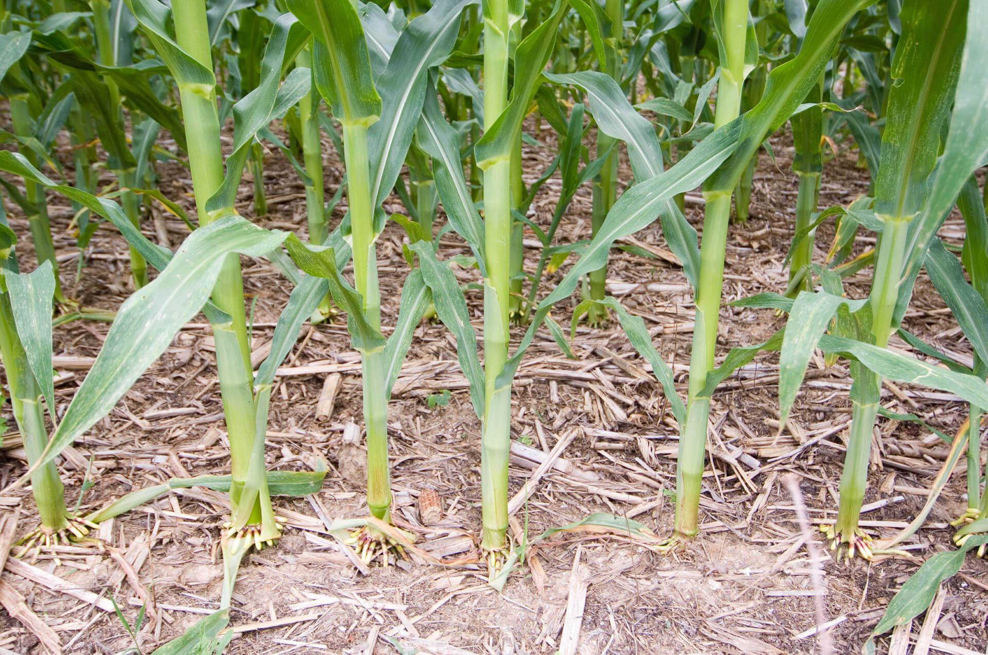 Poultry manure runoff study with corn tillage plots at Wye REC