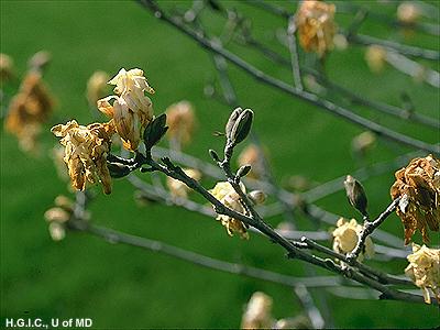 freeze damage on magnolia flowers