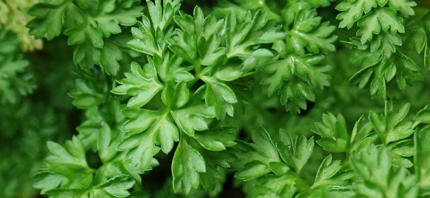 chervil leaves