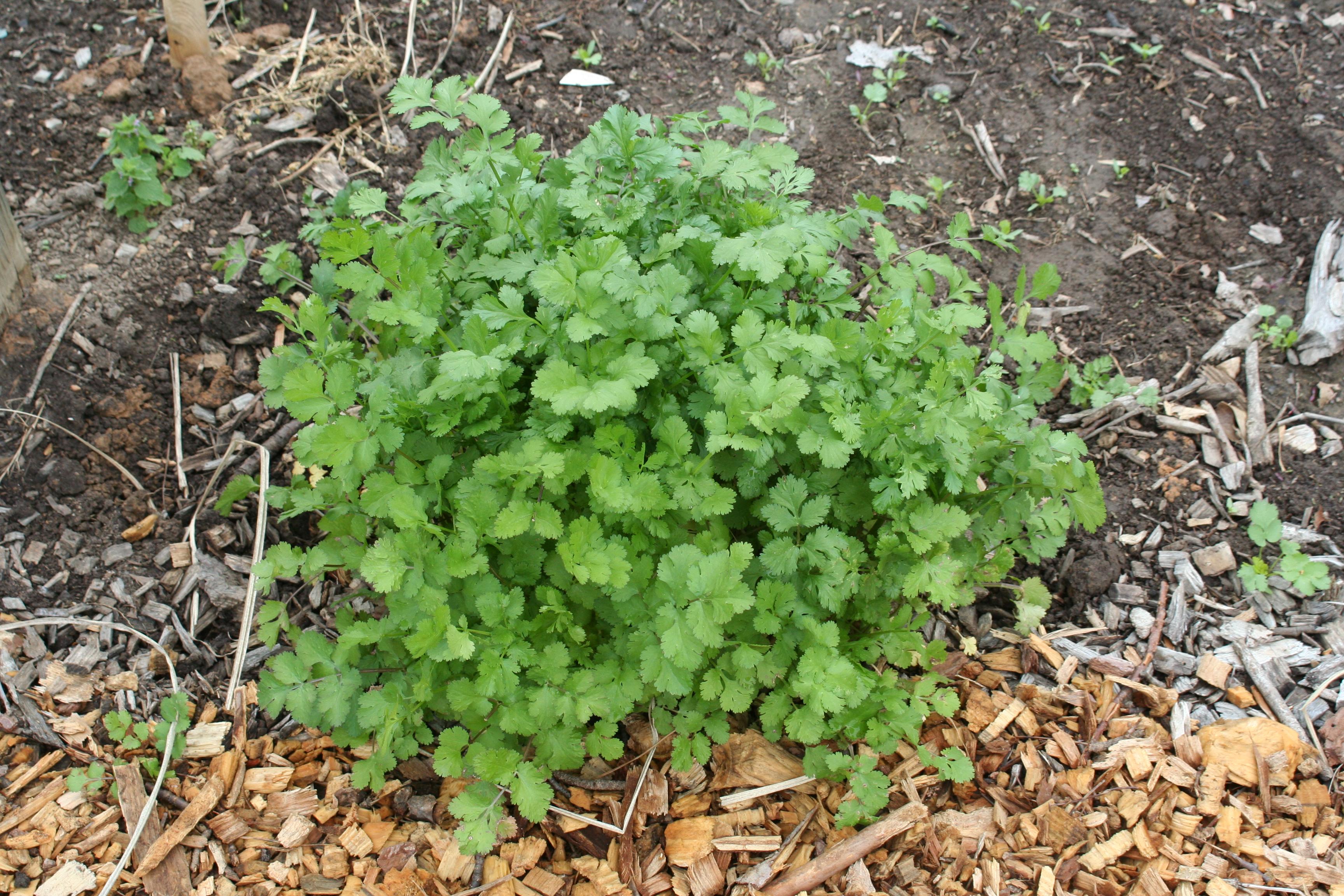 cilantro plant