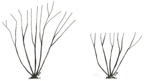 rose pruning cutting back illustration