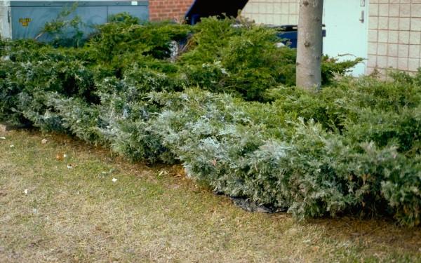 salt damage on juniper