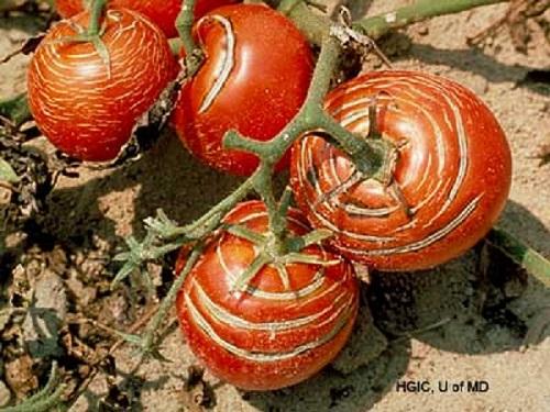 rain checking on tomatoes