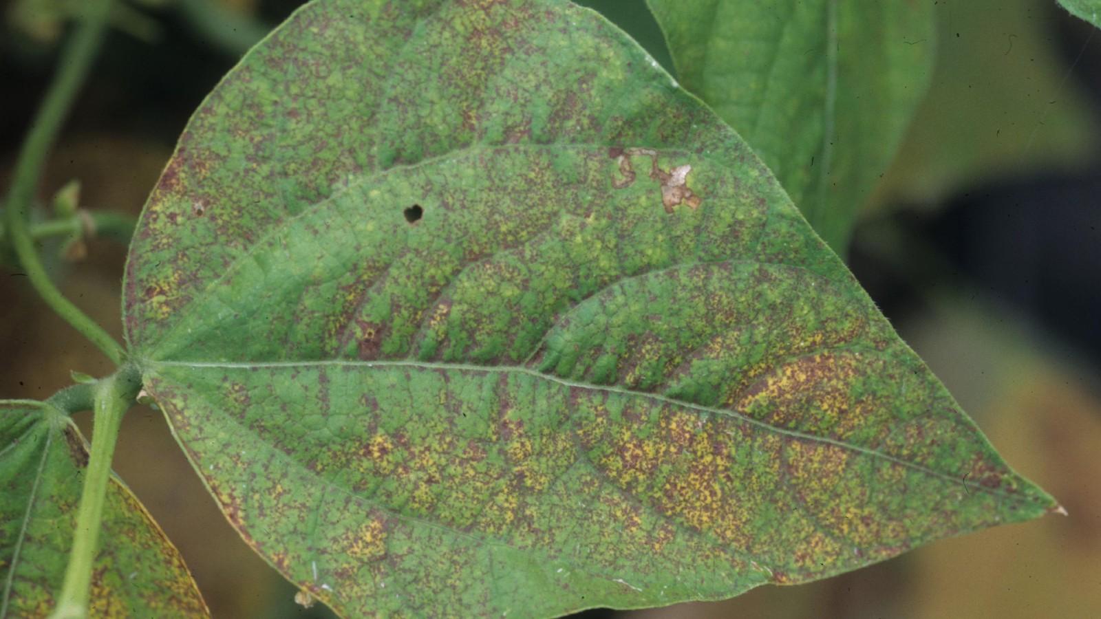 beans leaves damage by ozone pollutions