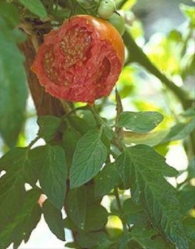 groundhog damaged tomato