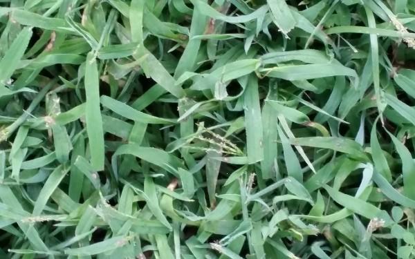 crabgrass closeup