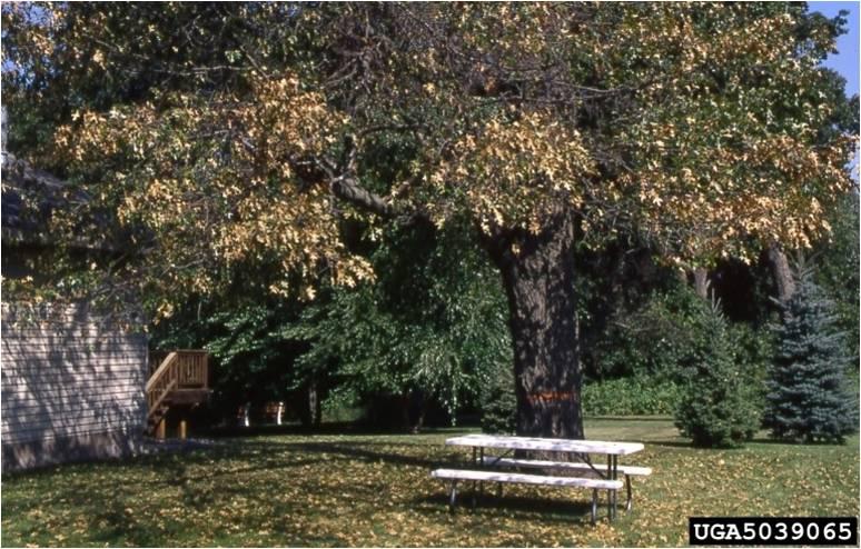 oak tree infected with wilt disease