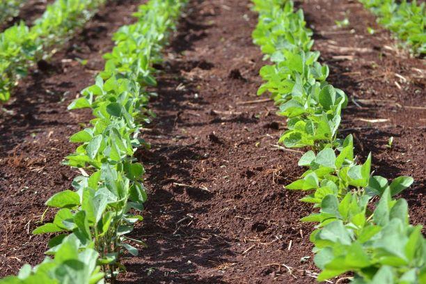 Soybeans-Field