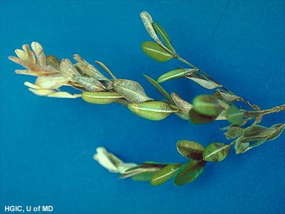 straw colored leaves of boxwood with volutella