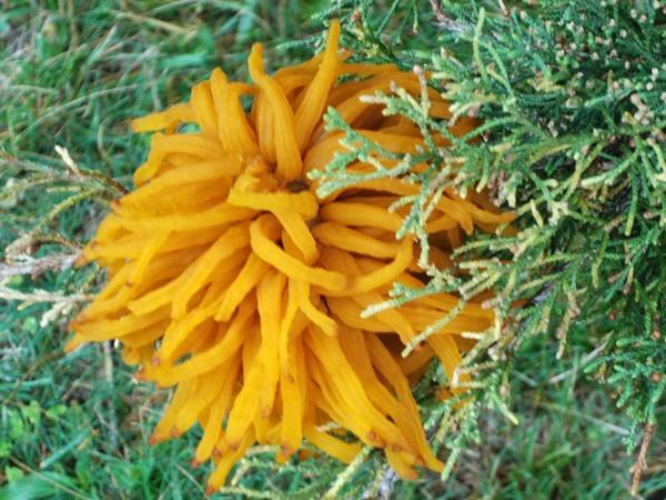 Close-up of Cedar-apple rust gall on 