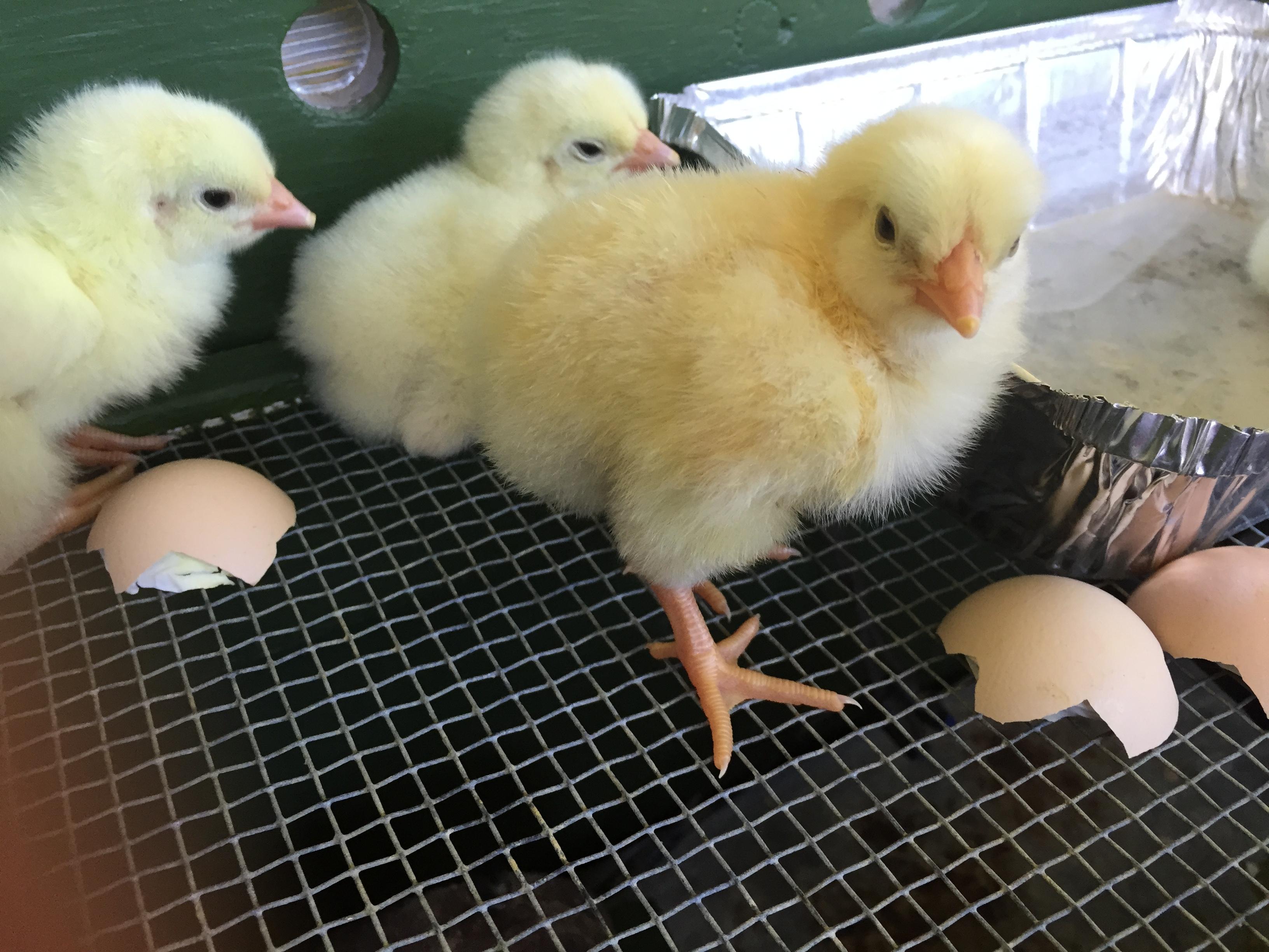 Baby chicks