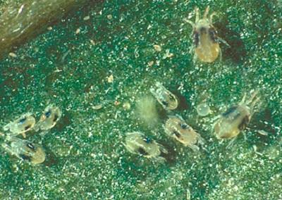 closeup of spider mites on a leaf