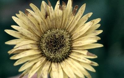 Thrips damage on daisy flower