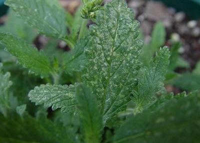 HGIC_IndoorPlants_Thrips_damage_400