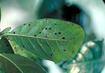 aphids and aphid debris on the back of a leaf