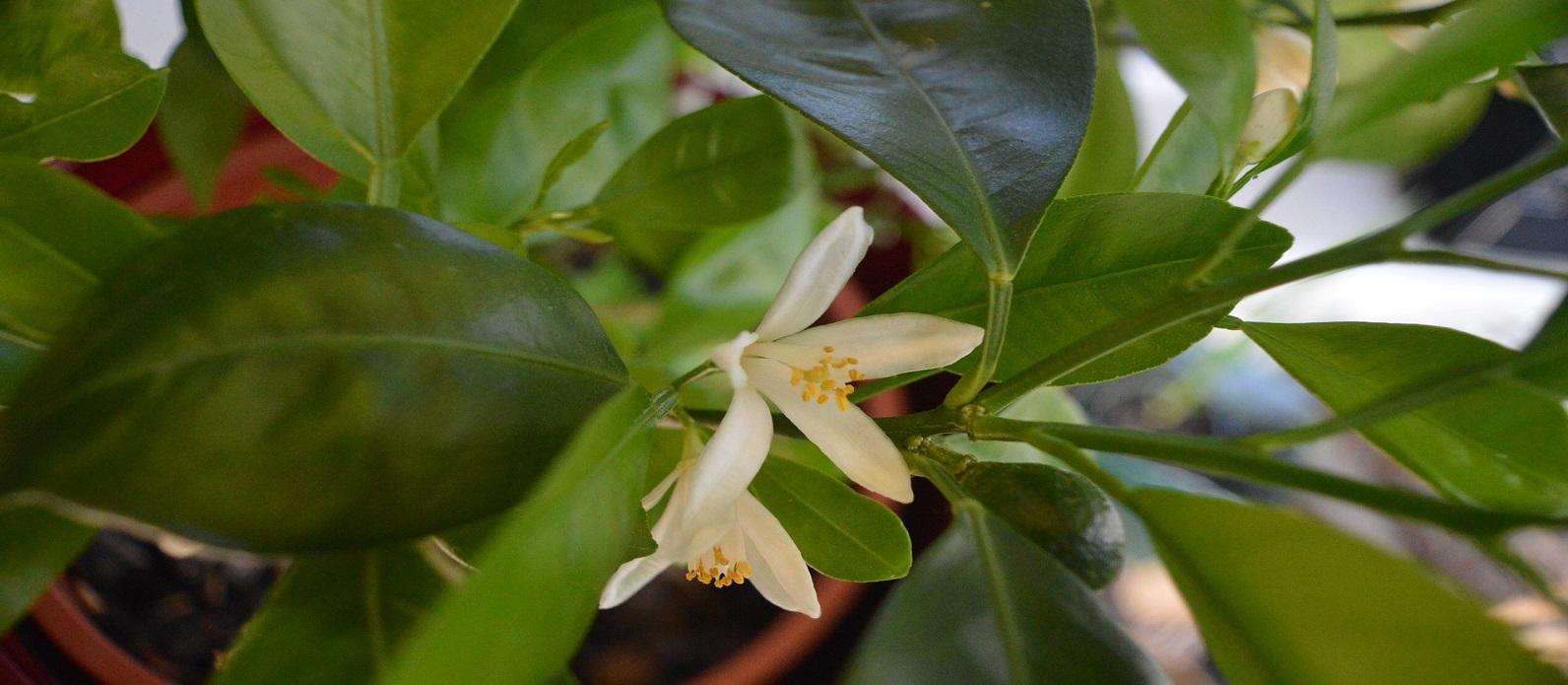 white citrus blooms