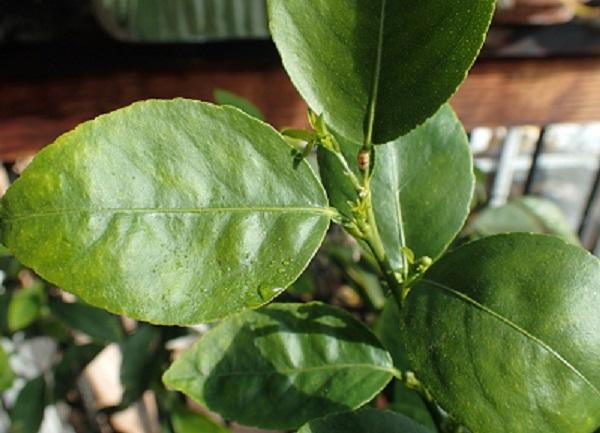 drop of sticky honeydew on the leaf of an indoor citrus plant