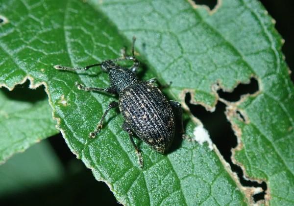 black vine weevil