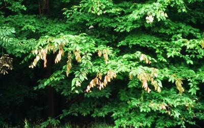 flagging tree damage caused by cicada egg laying