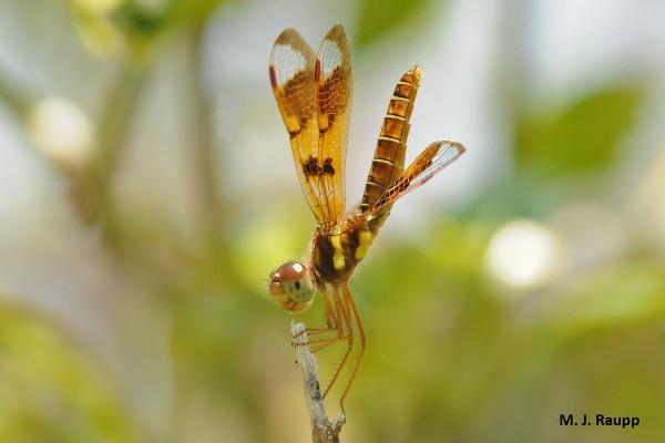 dragonfly