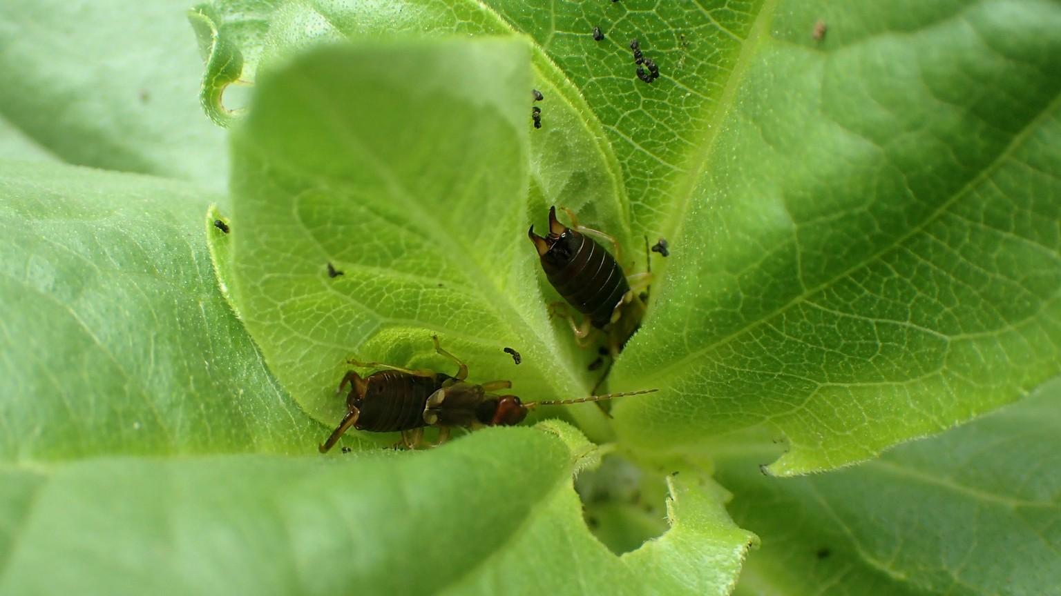 earwigs on zinnia