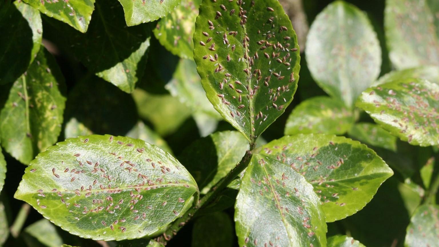 euonymus scale