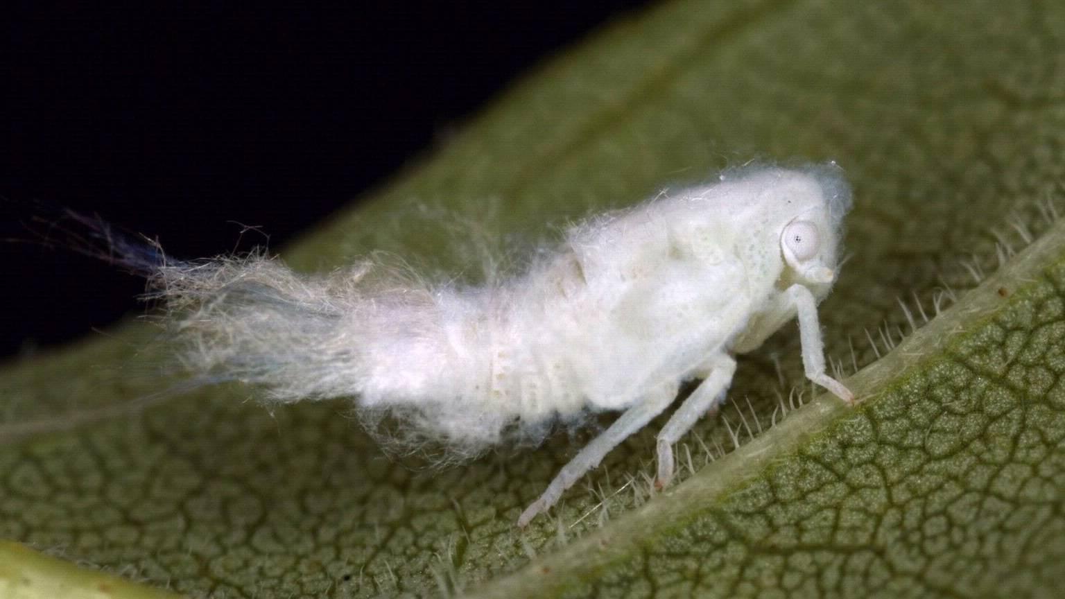 flatid planthopper