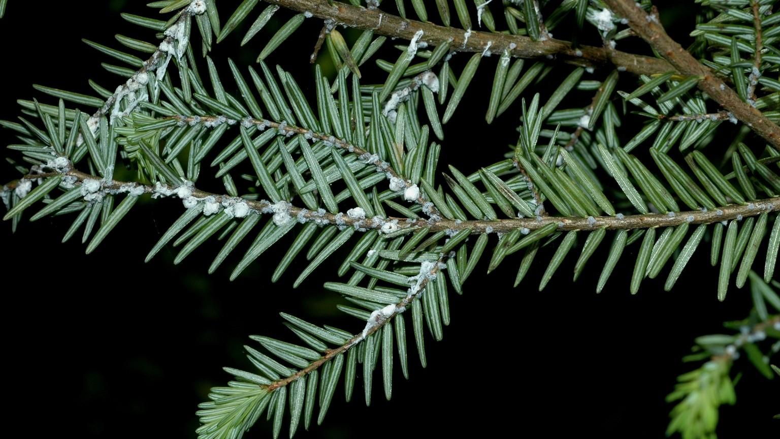 hemlock woolly adelgid