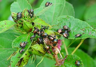 japanese beetles on hibiscus