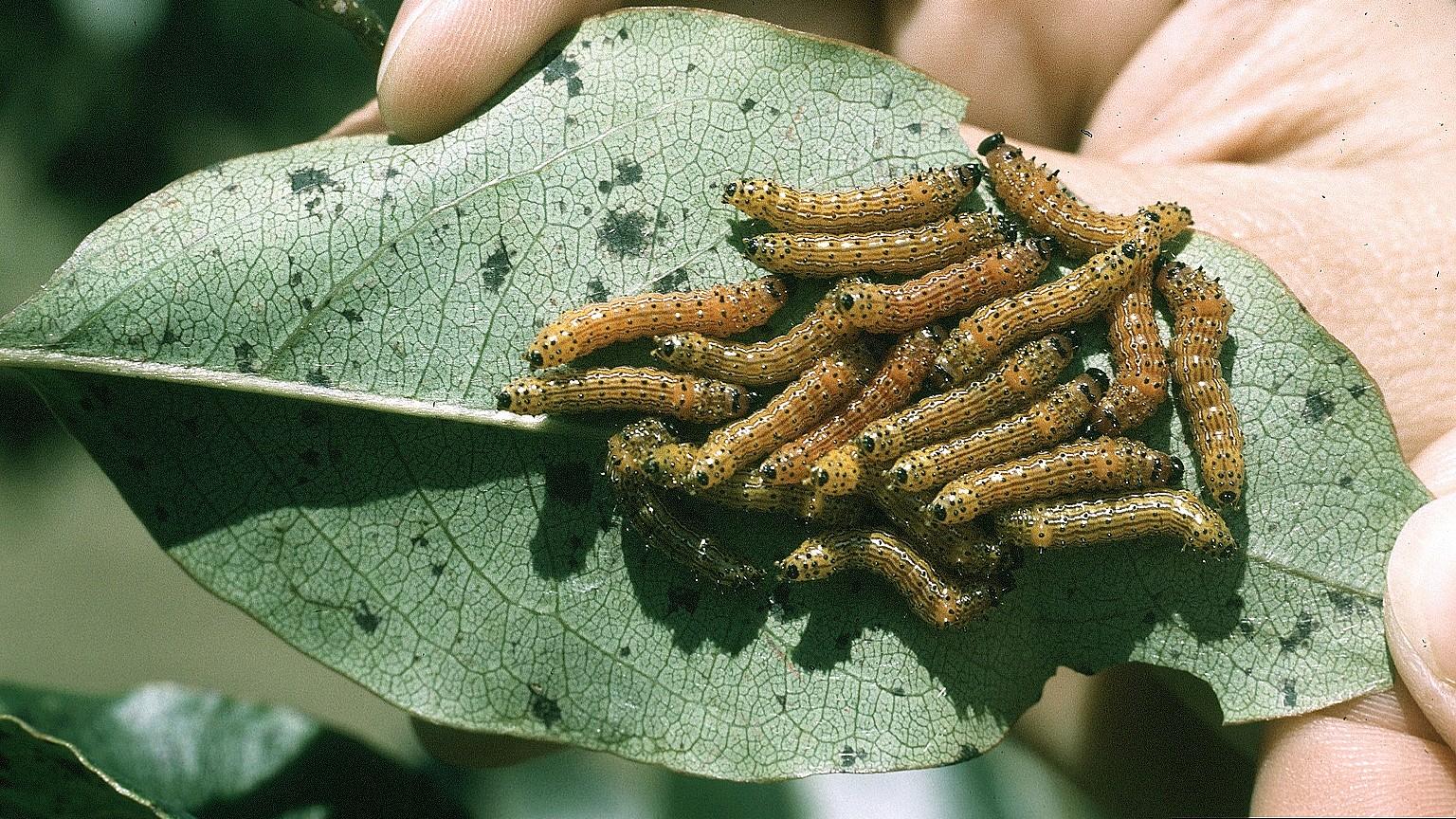 red humped caterpillars