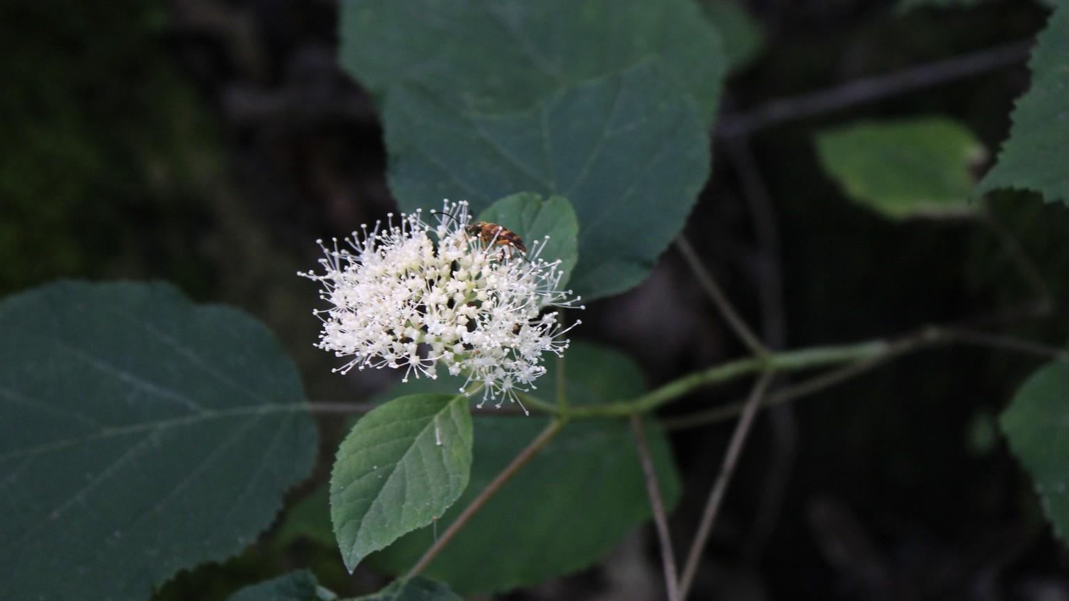 hydrangea arborescens