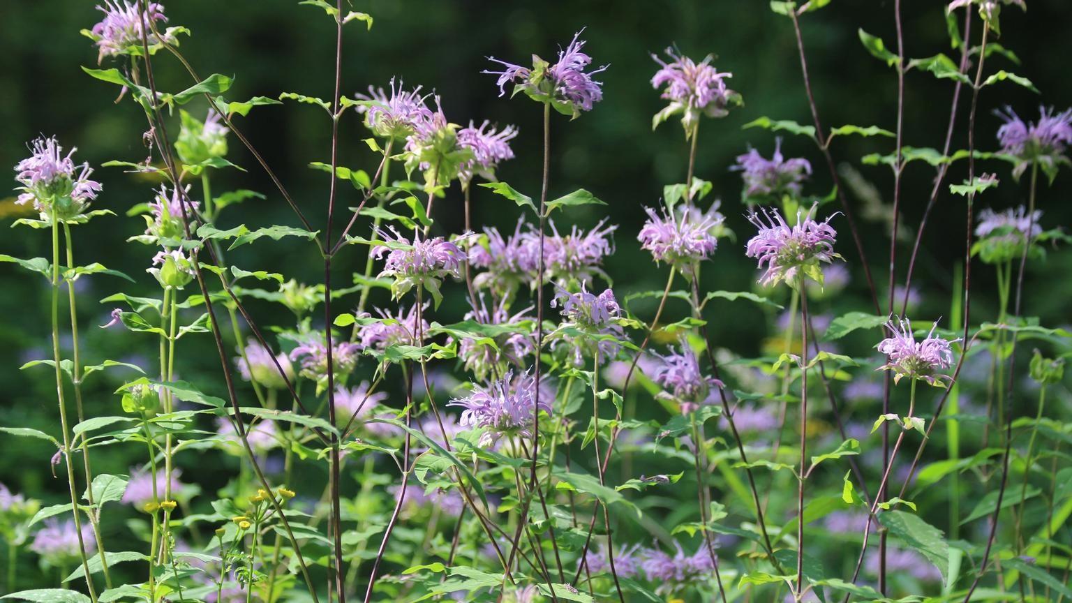 monarda fistulosa plants in bloom with lavender flowers