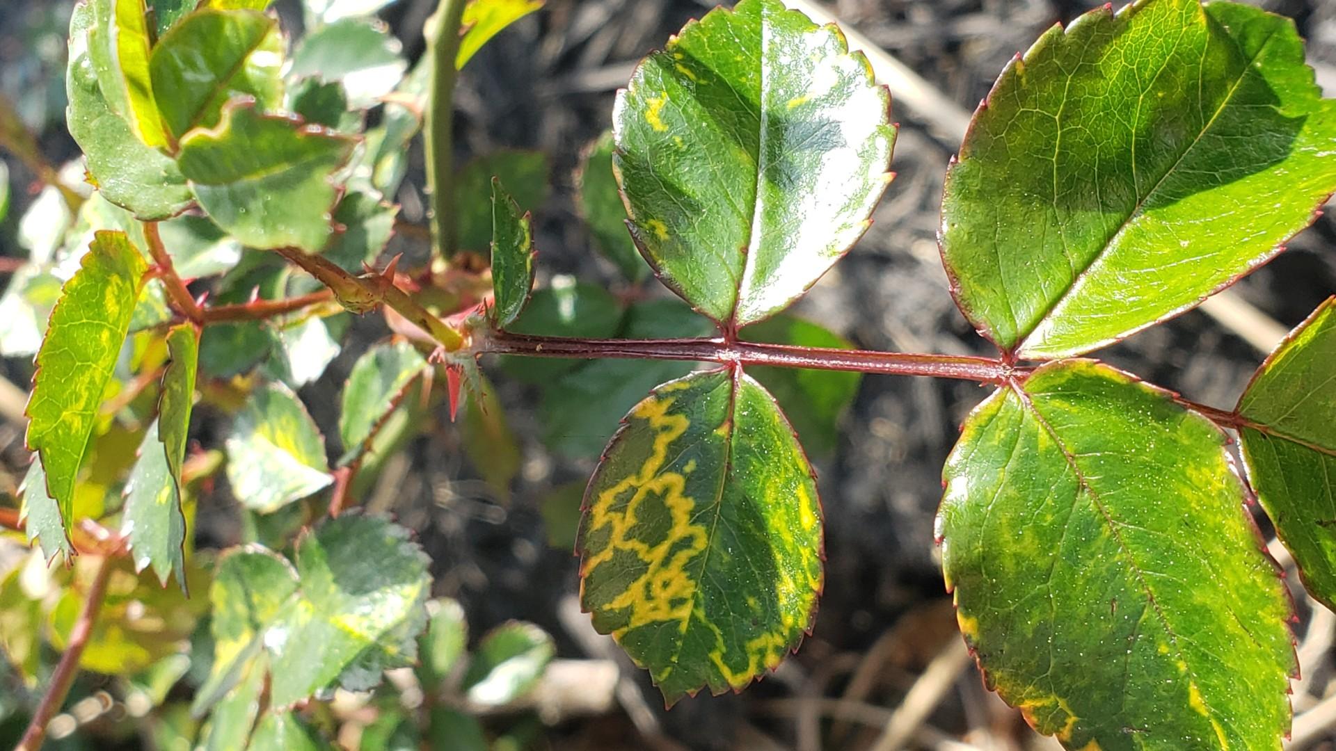 rose mosaic virus symptoms