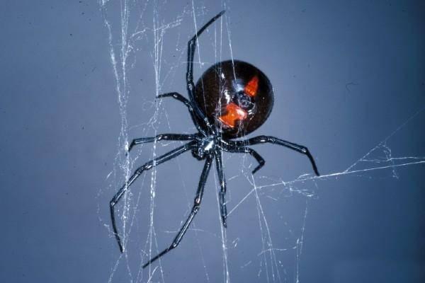 black widow spider