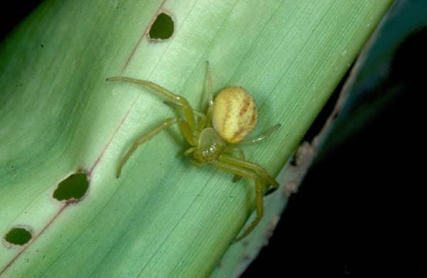 crab spider