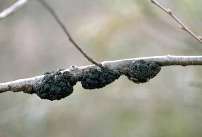 black knot on cherry